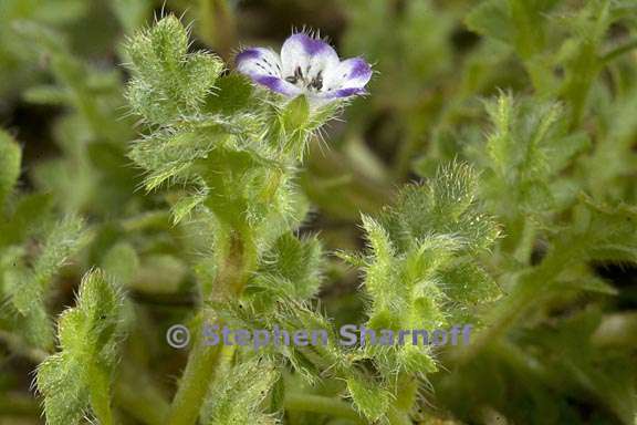 nemophila pedunculata 2 graphic